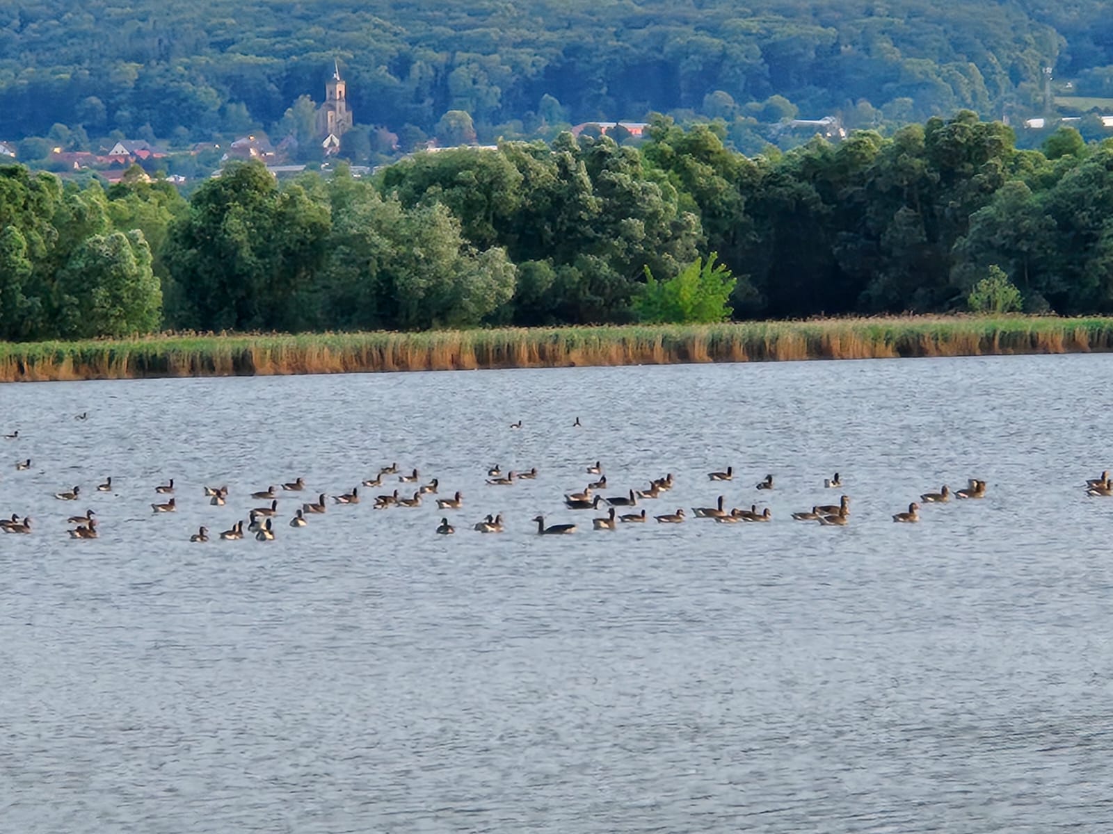 Wildgänse auf dem Wasser