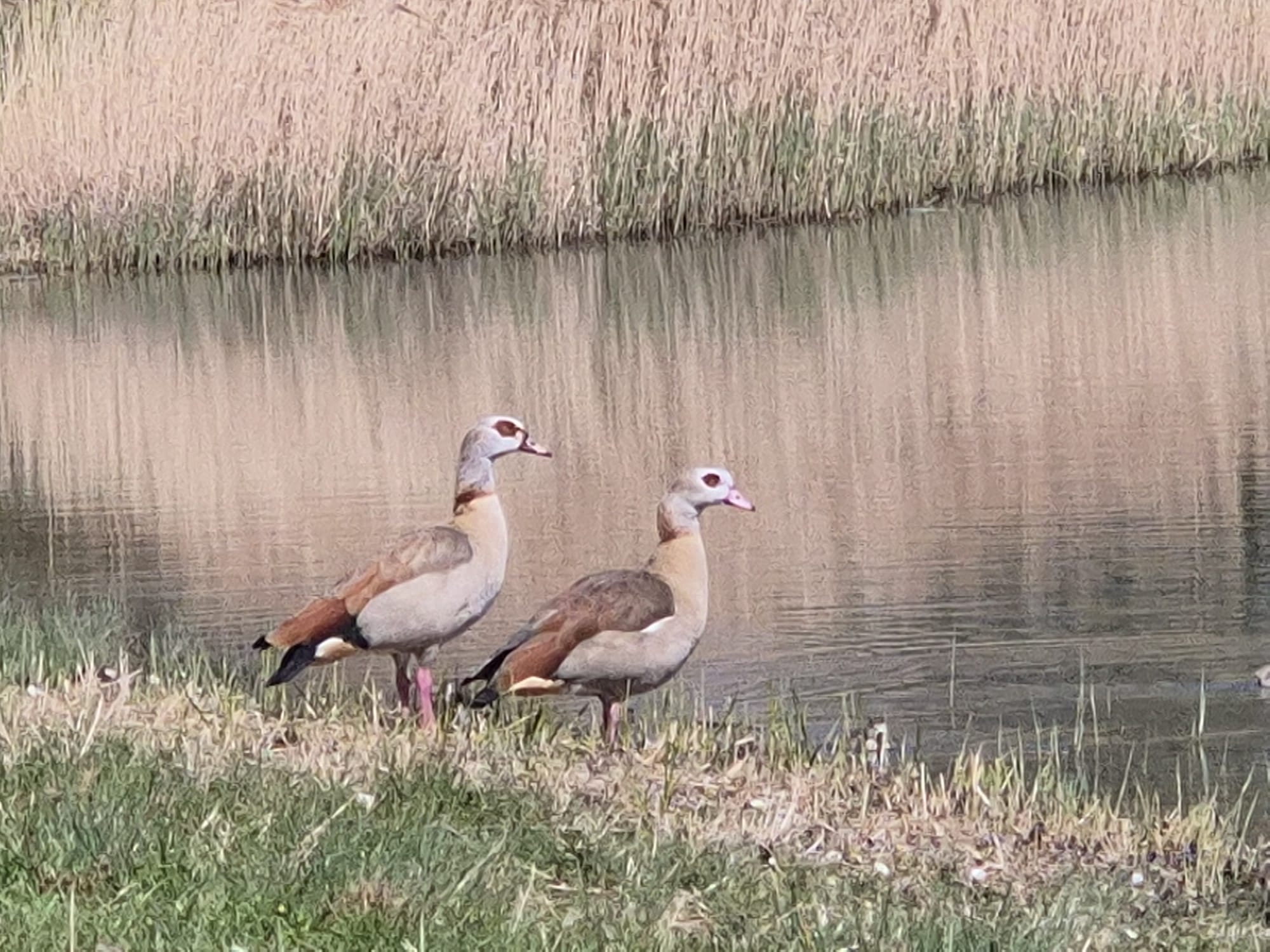 Nilgänse am Ufer