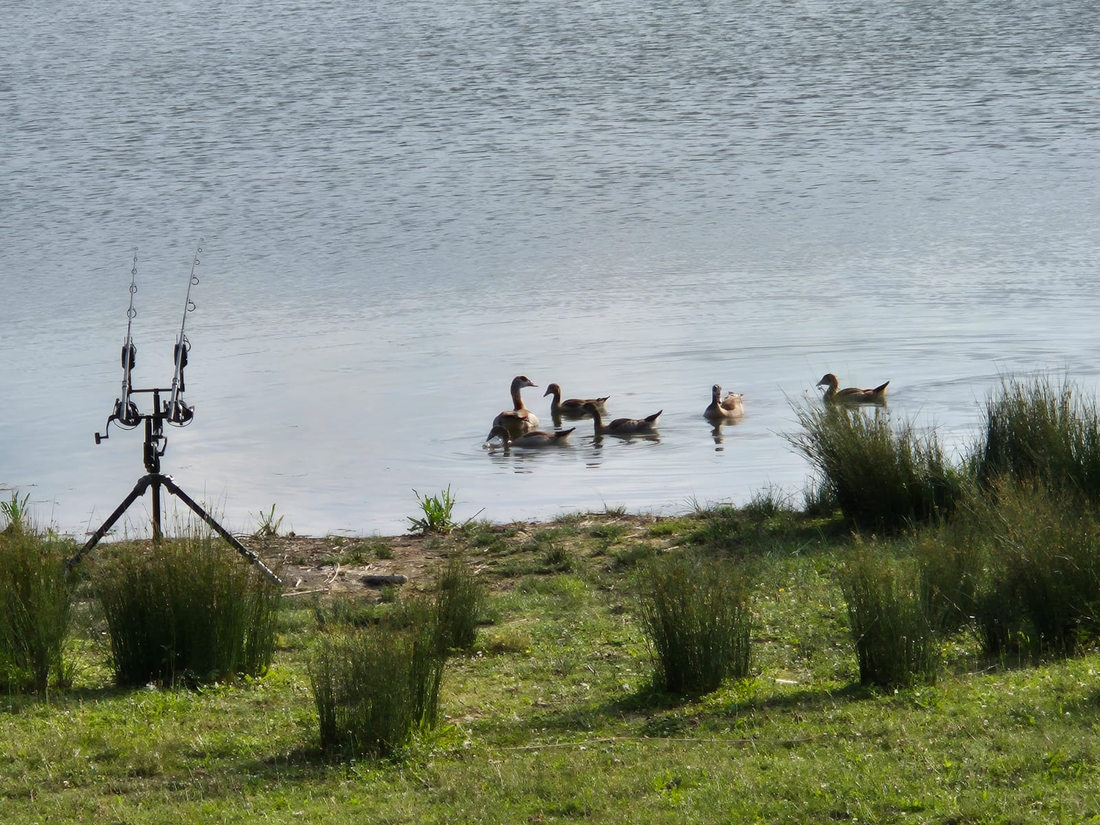 Angelruten auf Rod Pod vor dem See