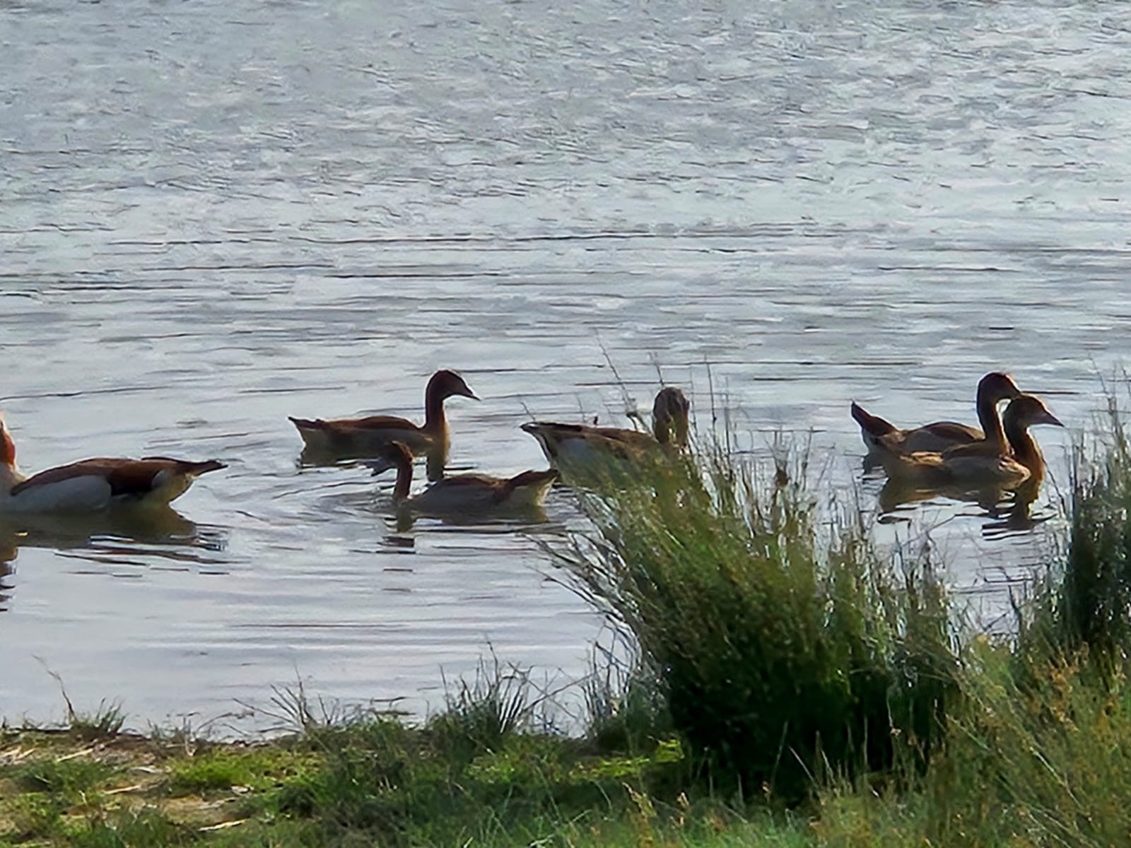 Schilfgürtel am Stausee